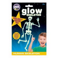 Glow Skeleton - Human 