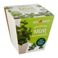 Ceramic Pot: Mint