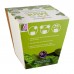 Ceramic Pot: Mint