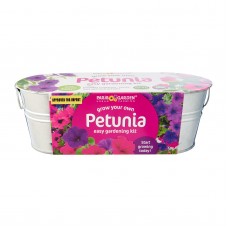 Windowsill Oval: Petunia