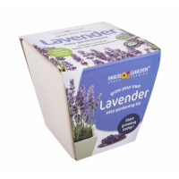 Ceramic Pot: Lavender