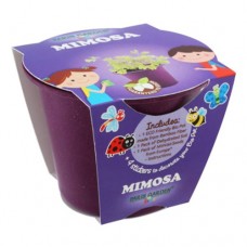 Bio Pots: Kids - Mimosa