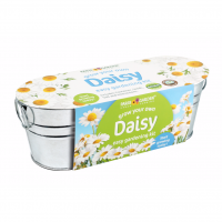Windowsill Oval: Daisy