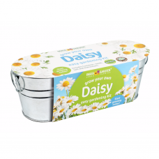 Windowsill Oval: Daisy